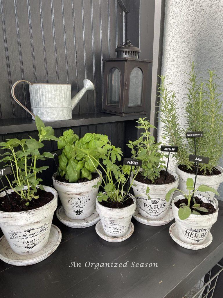 Six French-inspired flower pots filled with herbs and garden markers. 