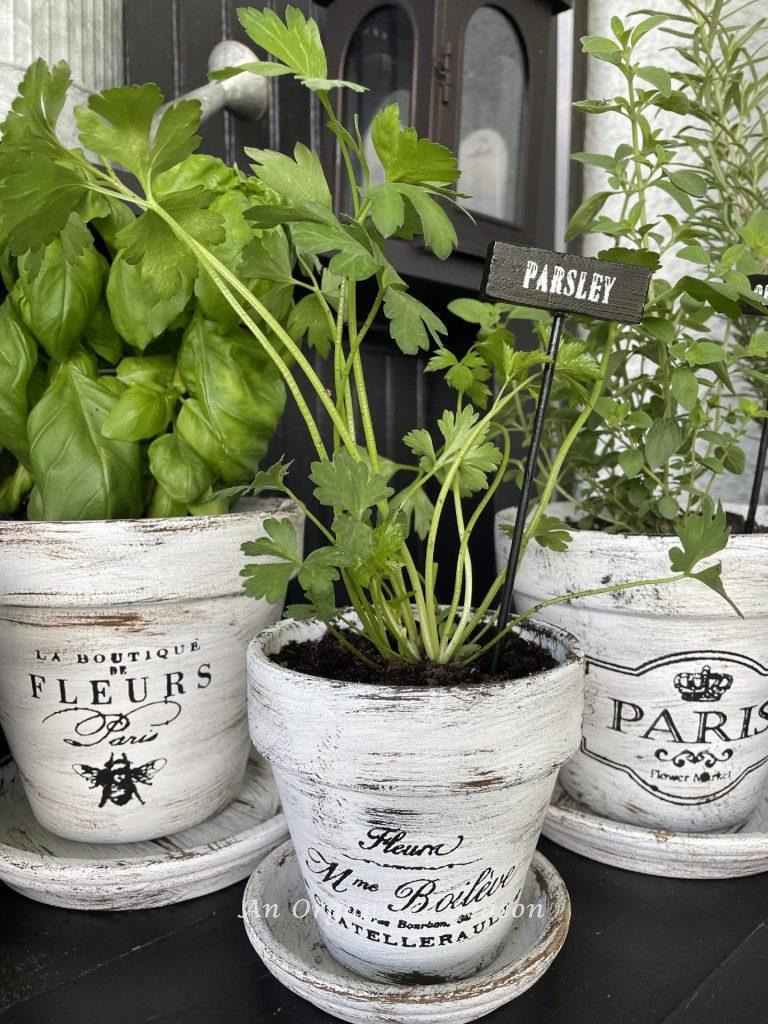 Parsley, basil, and oregano planted in French-inspired pots. 