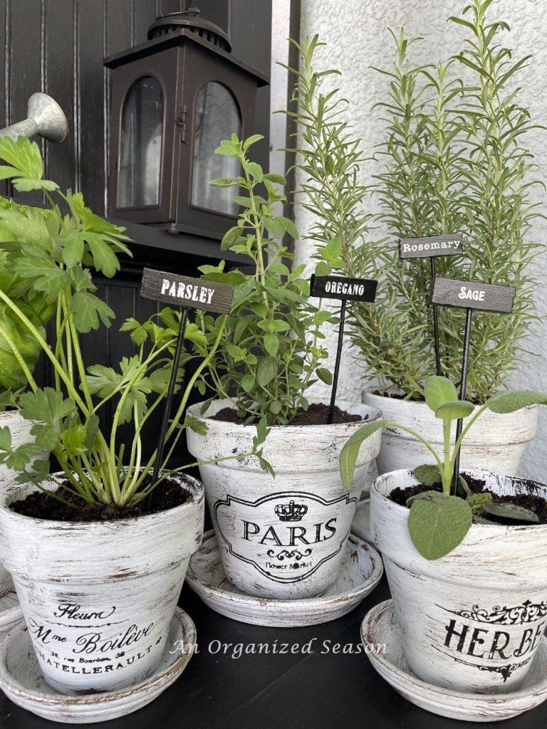 Herbs in French pots with matching garden markers. 