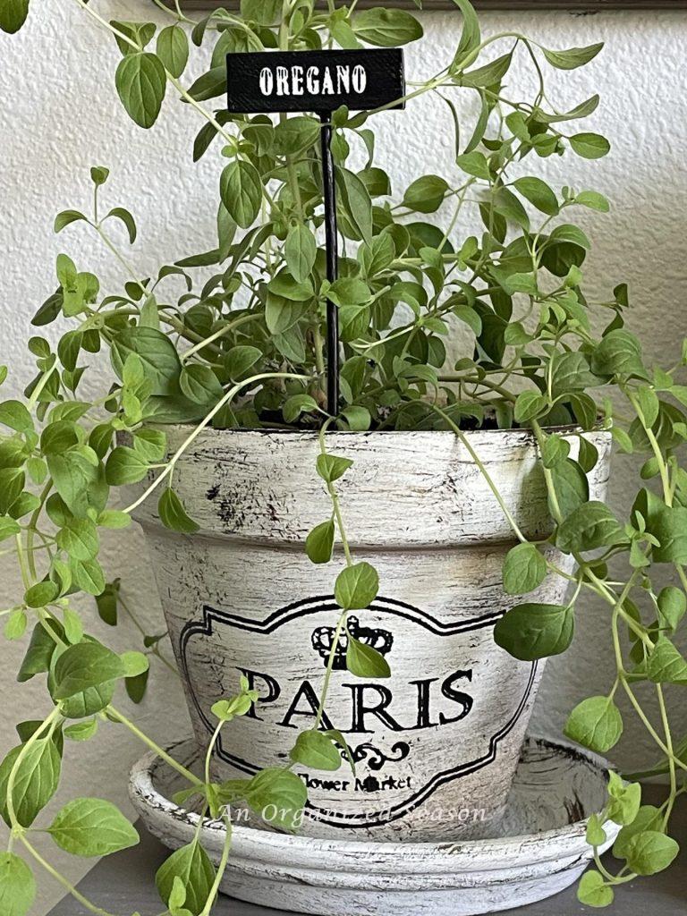 Oregano planted in a white French pot with a black garden marker. 