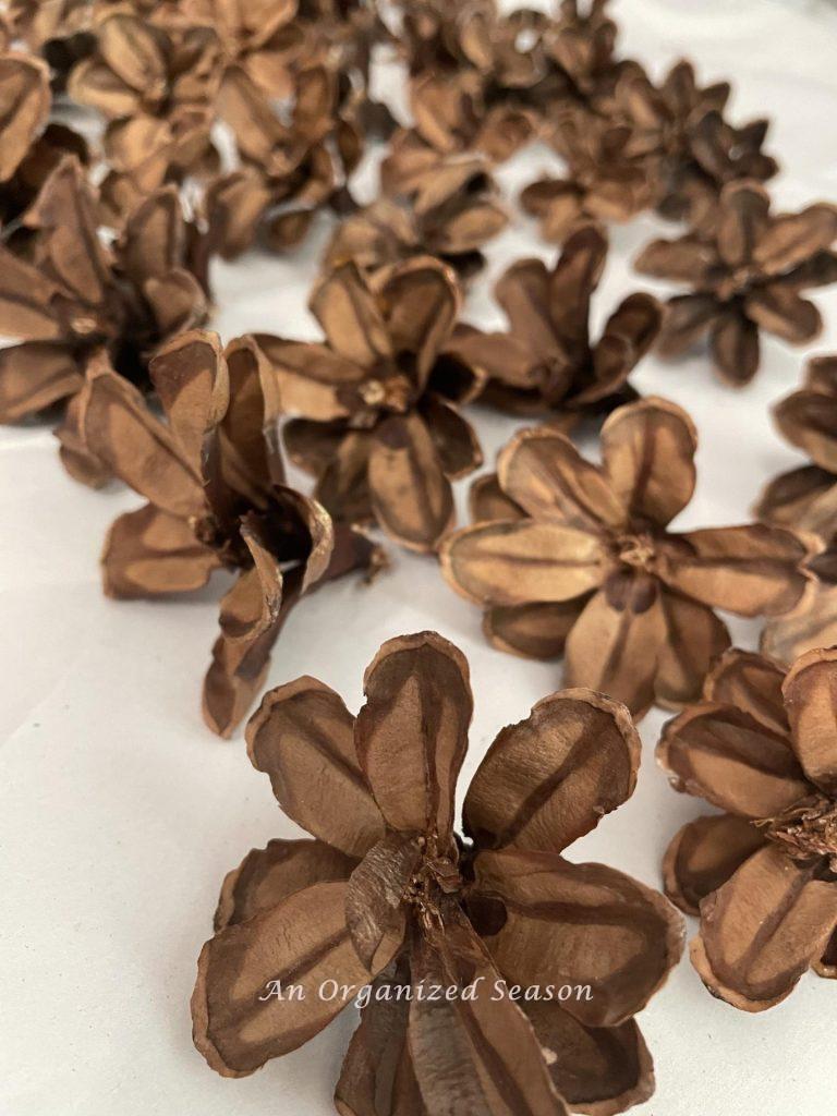 Pinecone flowers laying on a table.