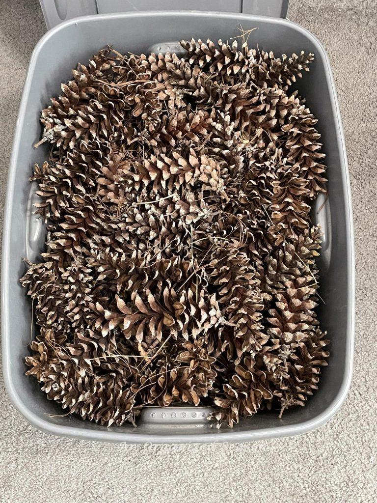 Foraged pinecones in a gray plastic tub. 
