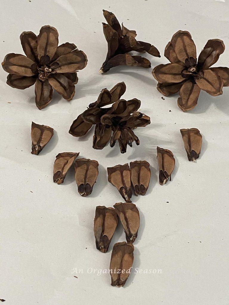 What a pinecone looks like after cutting it into 3 flowers. The top is left and you have a few pieces that look like petals. 