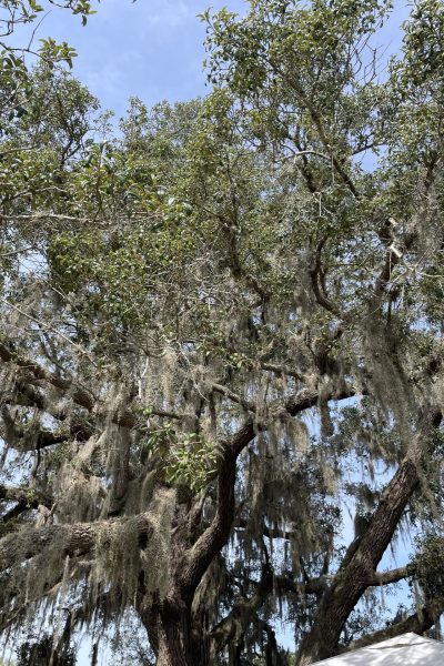 Large tree covered in Spanish moss