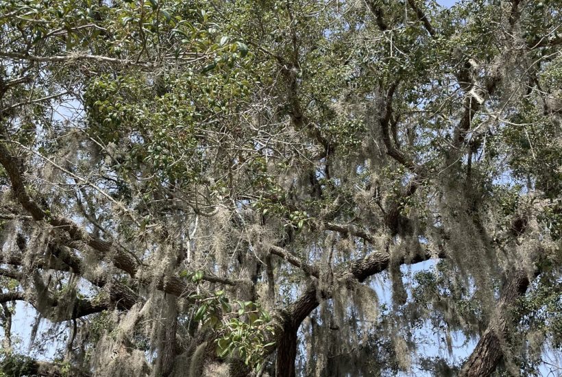 Large tree covered in Spanish moss