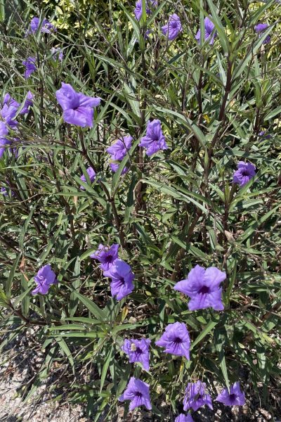 Purple flowers