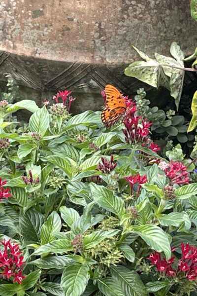 An orange butterfly on a plant with red flowers.