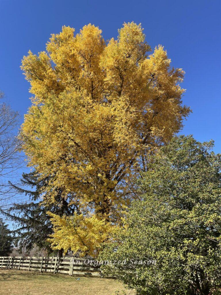 A tree in fall with bright yellow leaves. 