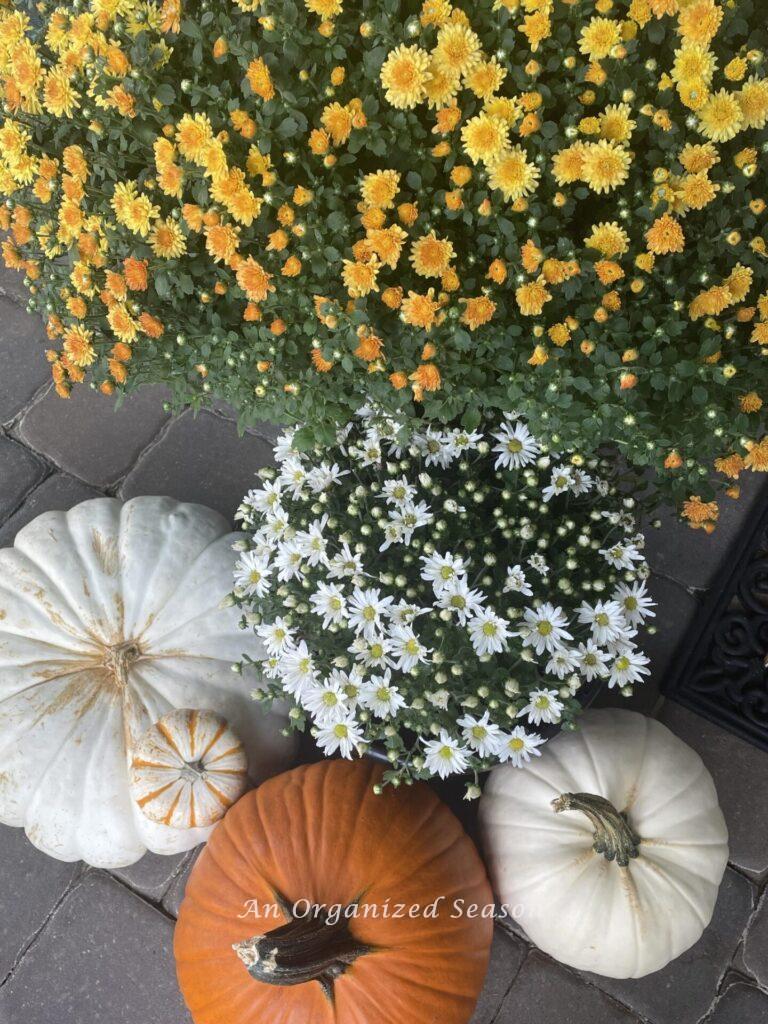 Two mums and four pumpkins sitting on a brick porch. 