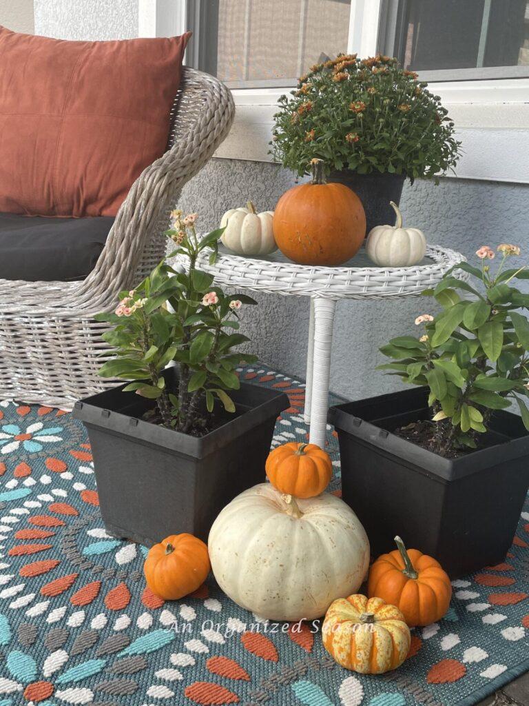 A table holding a mum with 3 small pumpkins and cacti and more pumpkins sitting in front of it! 