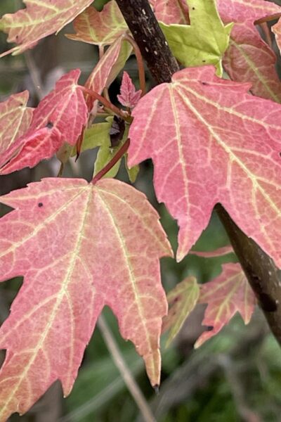 Leaves that are turning red in Fall.