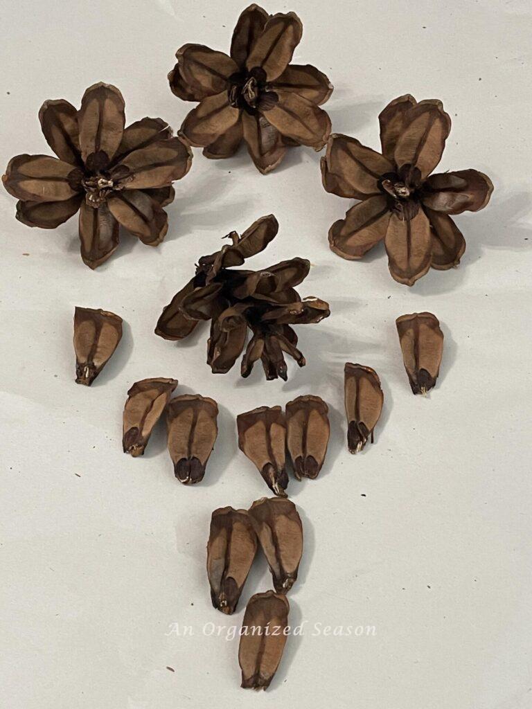 The tip of a pinecones, individual pieces of a pinecone and 3 pinecone flowers. 