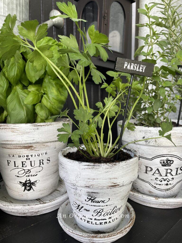 Flower pots decorated with French stencils and planted with herbs. 
