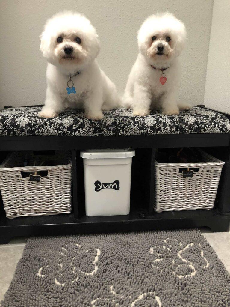 Two Bichon Frise dogs sitting on a bench. 