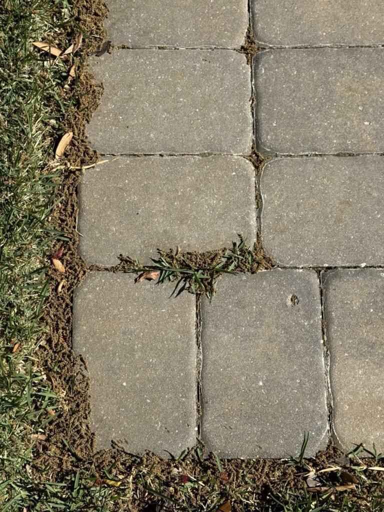 Weeds growing between pavers. 