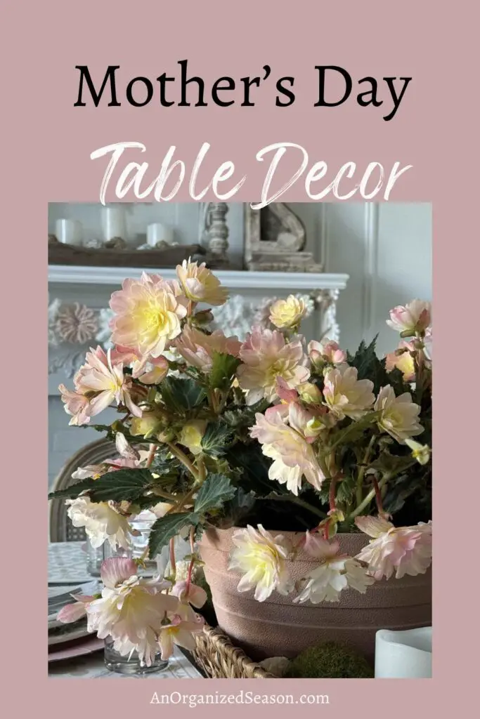 Pink begonias on a table