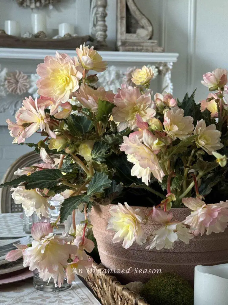 Pink begonias used as a centerpiece in a Mother's Day table. 