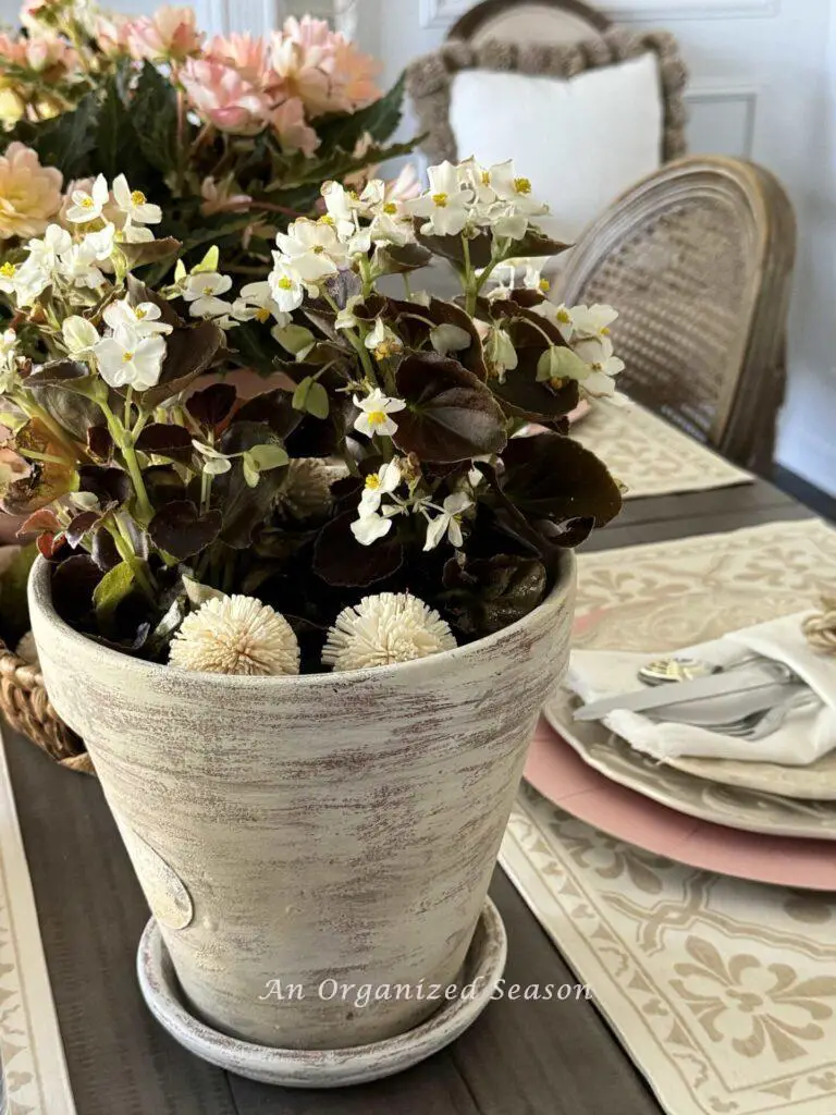White begonias in a beige flower pot. 