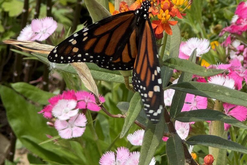 A butterfly surrounded by flowers.