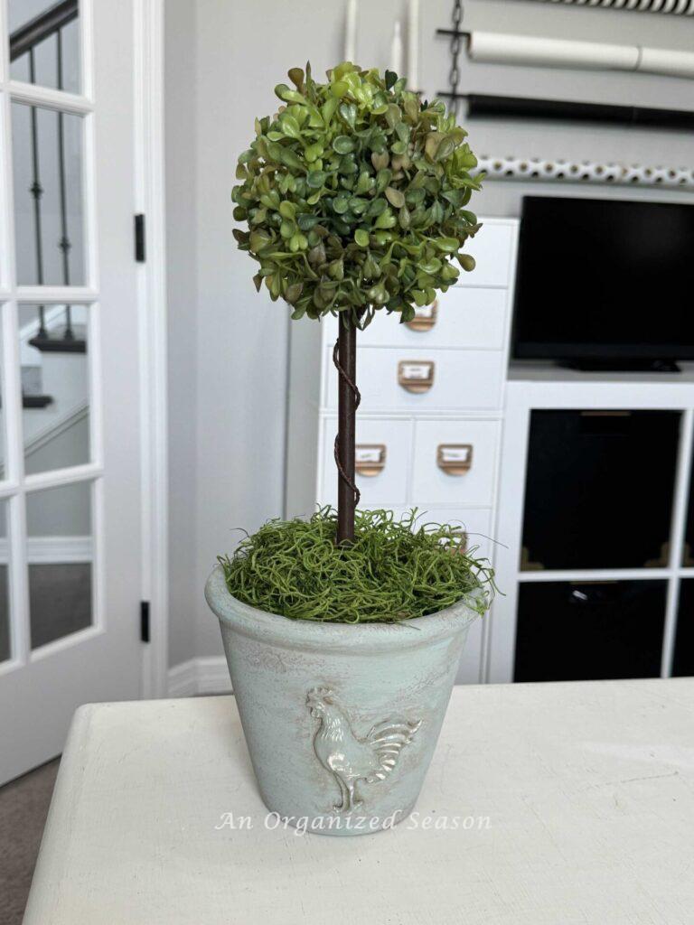 A boxwood topiary in a green flower pot. 