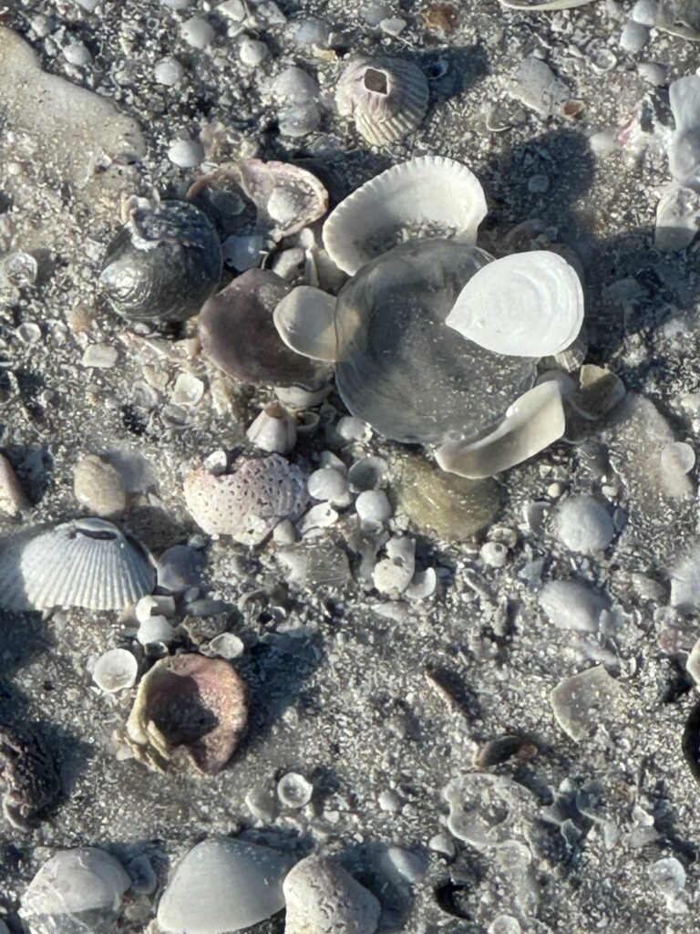 Seashells on the beach. 