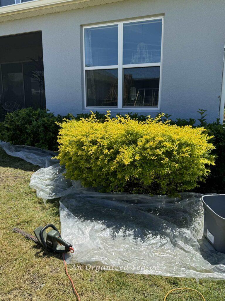 A shrub with plastic around it and an electric hedge trimmer ready for DIY lawn care. 