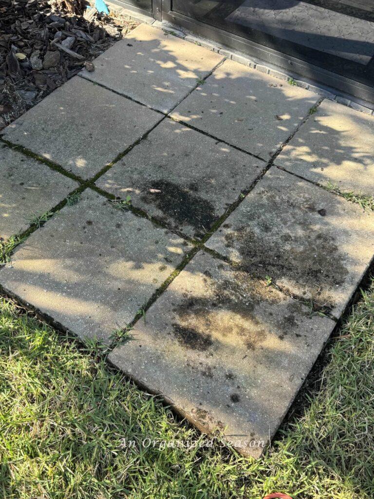 Uneven pavers with mold on them. 