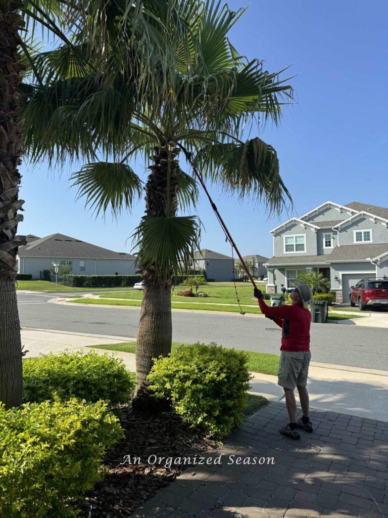 A man preforming DIY lawn care by cutting palm branches. 