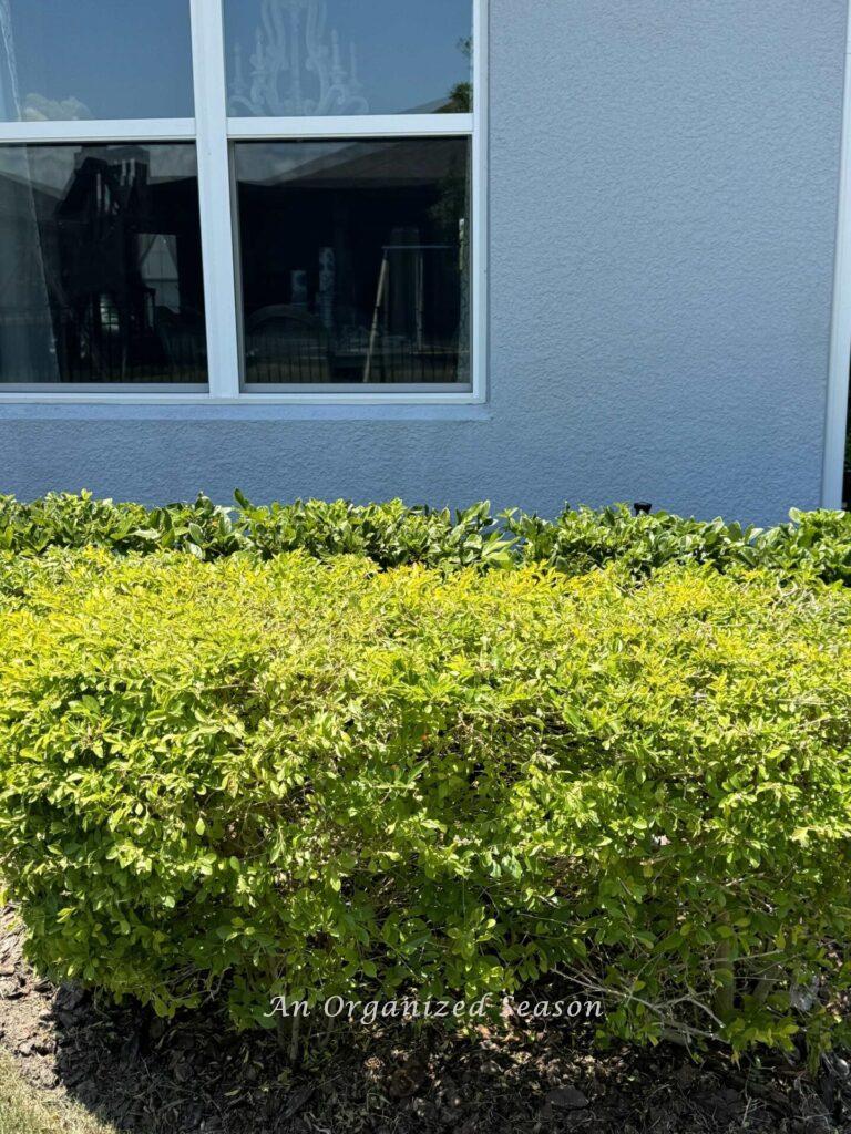 Shrubs that have been pruned. 