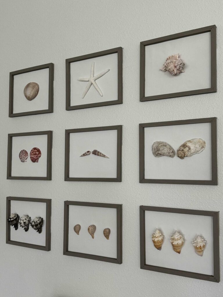 A gallery wall of seashell pictures. 