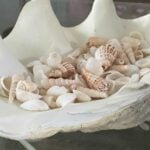 An oyster shell filled with smaller seashells.