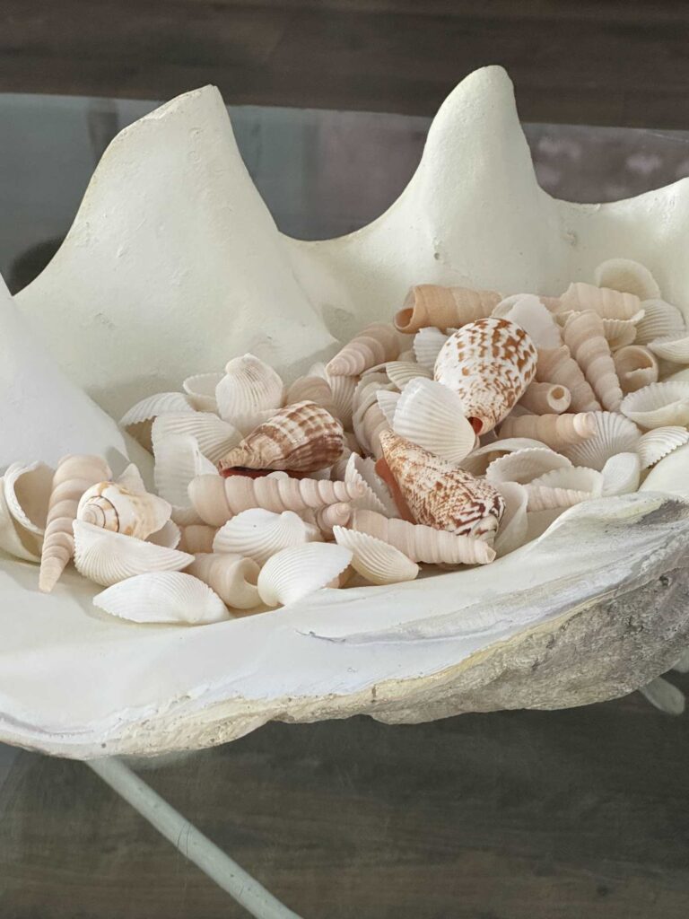 A large clam shell filled with seashells makes wonderful summer home decor. 