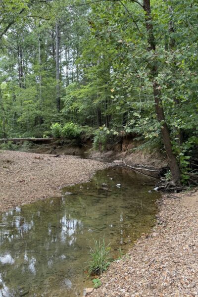 Creek in the woods