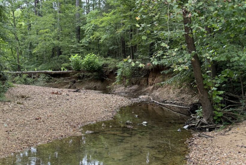 Creek in the woods
