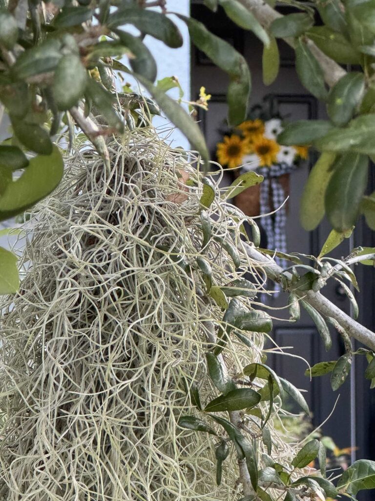 A close-up of Spanish moss. 