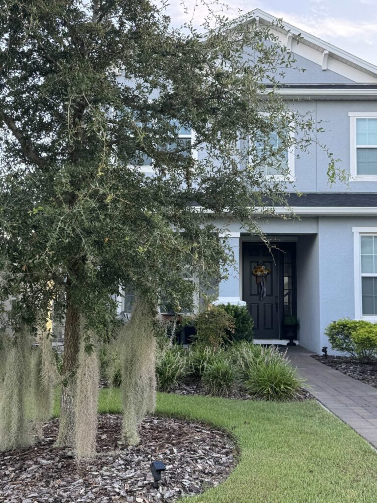 A tree with Spanish moss hanging off of it. 