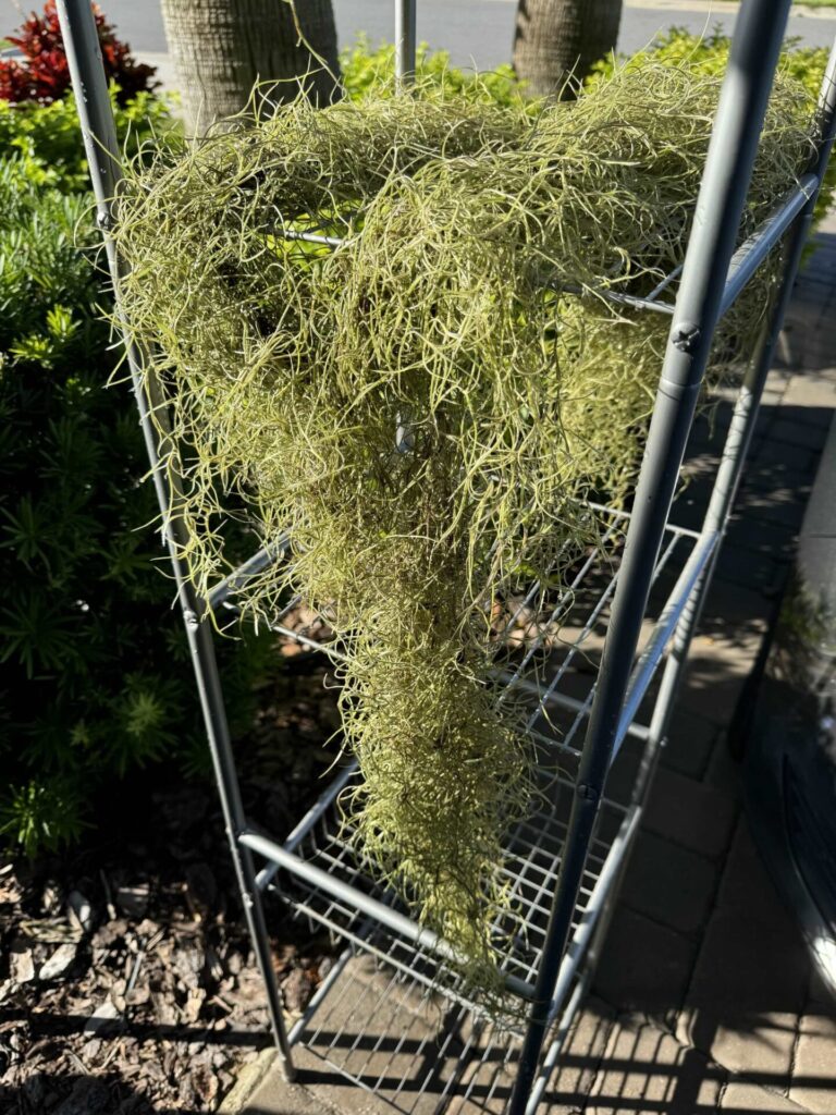 Moss drying on metal shelves in the sun. 