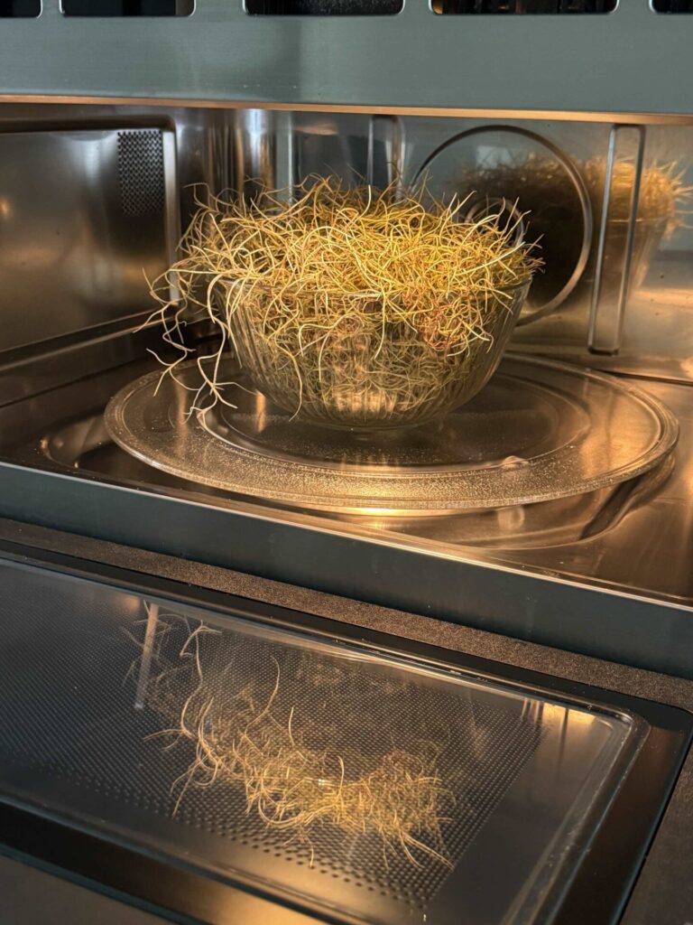 Moss in a glass bowl in a microwave. 