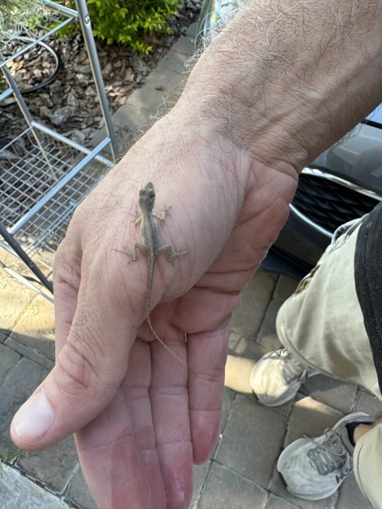 A small lizard on a man's arm. 