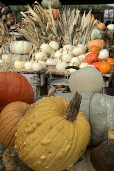 Pumpkins at Renninger's.