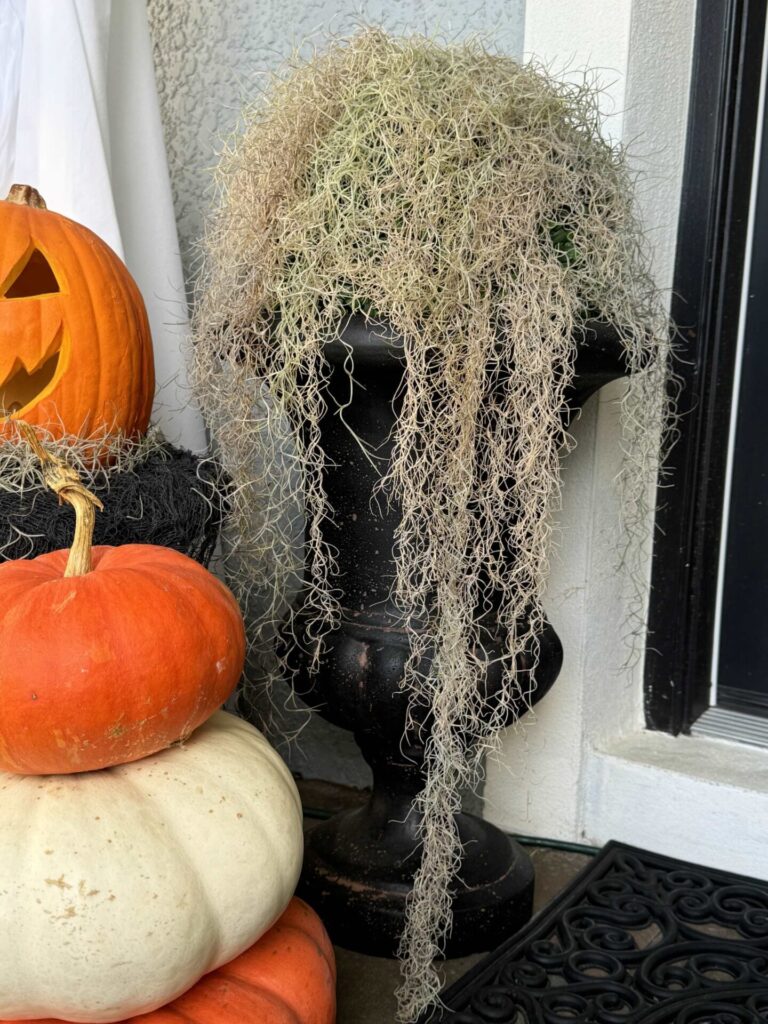 A black urn covered in spooky Spanish moss. 