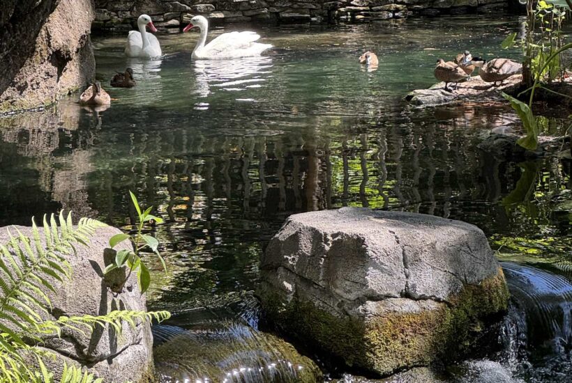 Two swans and three ducks on the water.