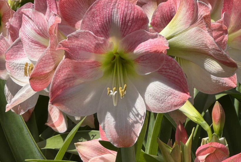 Pink flowers