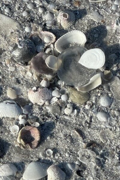 Shells on a beach