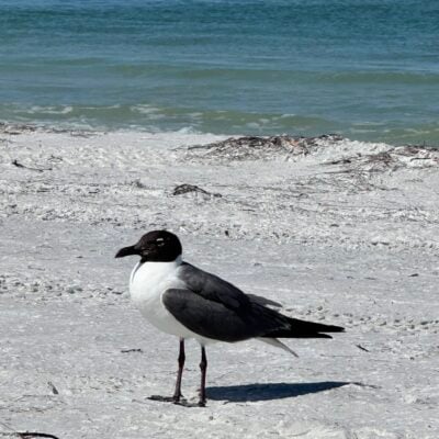 Seasonal Sentiments July 2025 Rewind