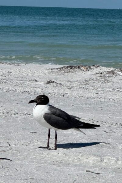 Bird on beach