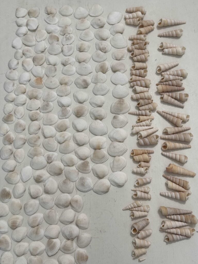 Seashells arranged from smallest to largest. 