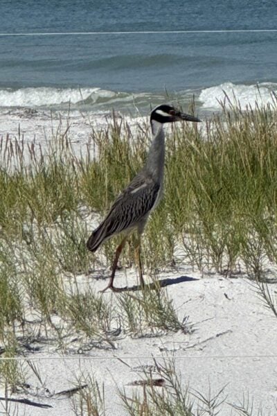 A shore bird standing in grass near the ocean.