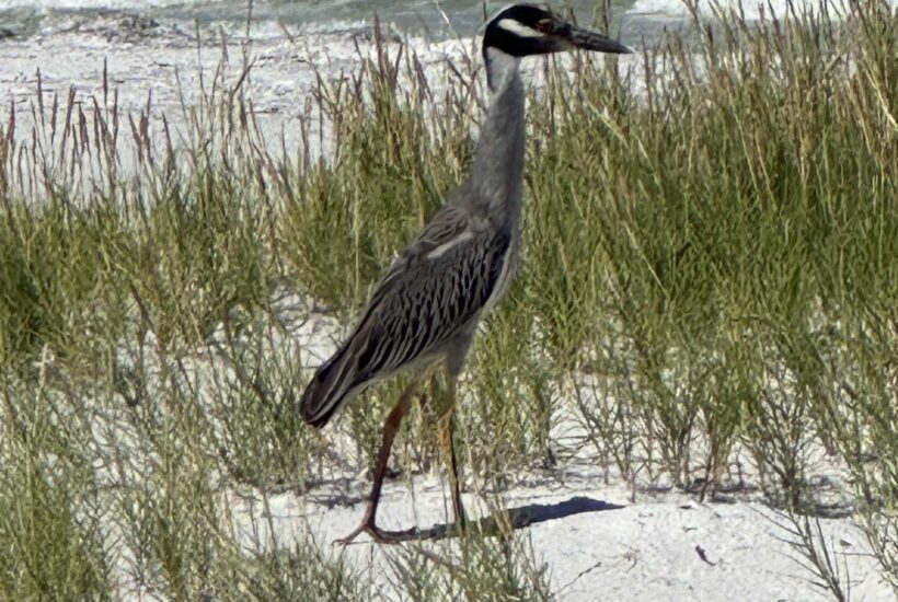 A shore bird standing in grass near the ocean.