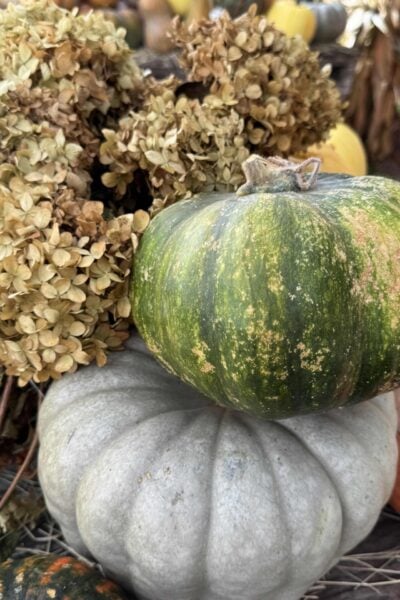 Two stacked heirloom pumpkins next to dried hydrangeas!